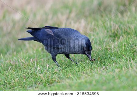 Jackdaw (coloeus Monedula)