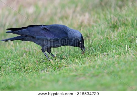 Jackdaw (coloeus Monedula)