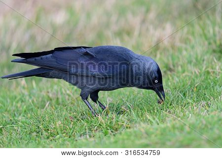 Jackdaw (coloeus Monedula)