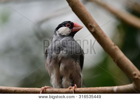 Portrait Of A Java Sparrow (lonchura Oryzivora) Perching On A Branch