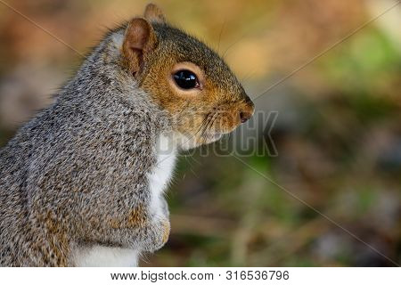 Close Up Portrait Of A Grey Squirrel Standing Up