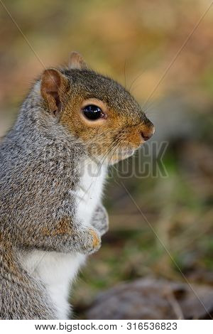 Close Up Portrait Of A Grey Squirrel Standing Up