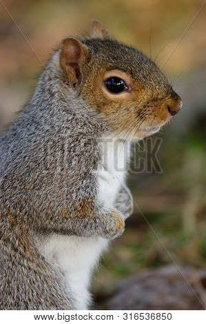 Close Up Portrait Of A Grey Squirrel Standing Up