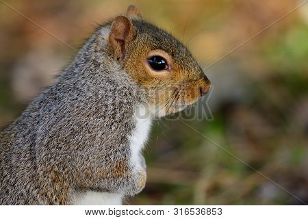 Close Up Portrait Of A Grey Squirrel Standing Up