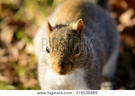 Portrait Of A Grey Squirrel Looking At The Camera