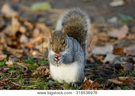 Portrait Of A Gray Squirrel Eating A Nut