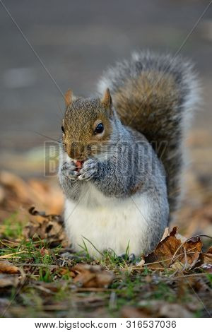 Portrait Of A Grey Squirrel Eating A Nut