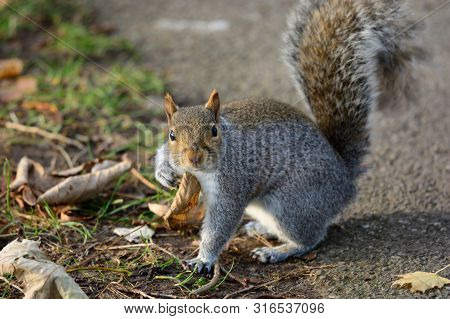 Portrait Of A Grey Squirrel Sitting On The Ground