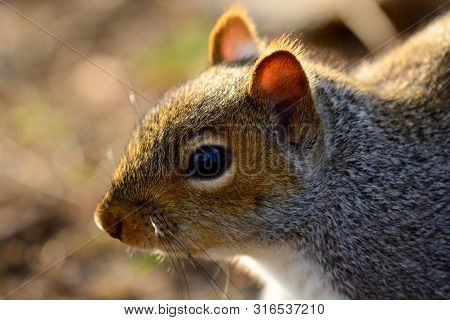 Close Up Head Shot Of A Grey Squirrel