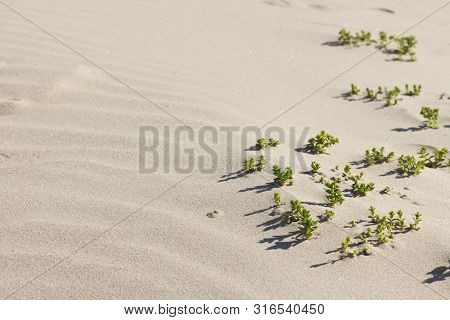 Shoots Of The Sea Sandwort (honckenya Peploides) In The Sand Of The Baltic Of Sea. The Habitat Of Th