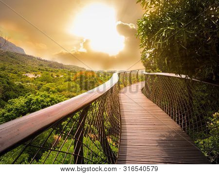 Tree Canopy Walkway (wooden Bridge) In Kirstenbosch National Botanical Garden Is Acclaimed As One Of