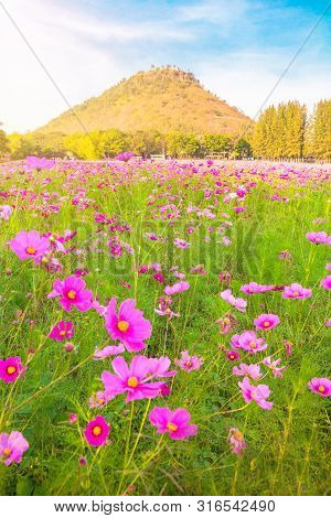 A Field Of Cosmos With Mountain In The Background.
Beautiful Cosmos Flowers Field At Jim Thompson Fa