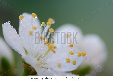Macro Shot Of A Sloe Blossom Flower Covered In Water Droplets