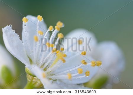 Macro Shot Of A Sloe Blossom Flower Covered In Water Droplets