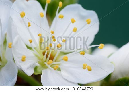 Macro Shot Of A Sloe Blossom Flower