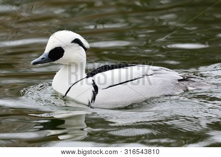 Portrait Of A Smew (mergellus Albellus) Swimming In The Water