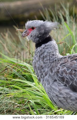 Close Up Portrait Of A Southern Screamer (chauna Torquata)