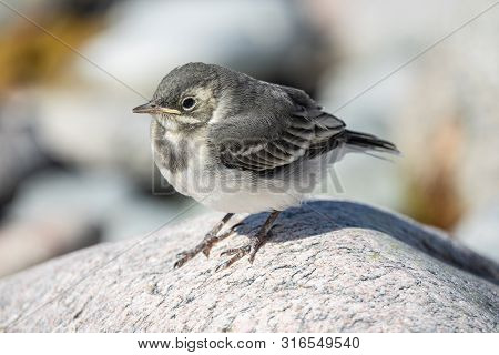 Baby White Wagtail Sitting On A Rock