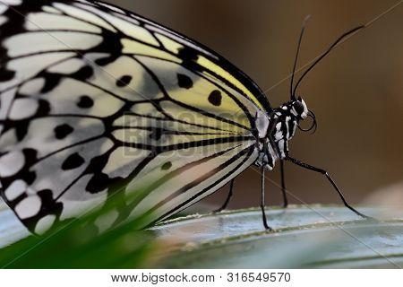 Close Up Of A Malabar Tree Nymph (idea Malabarica) On A Leaf