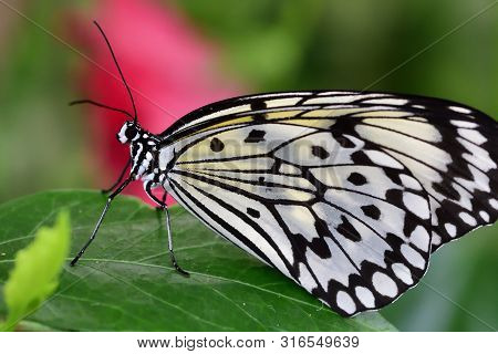 Close Up Of A Malabar Tree Nymph (idea Malabarica) On A Leaf