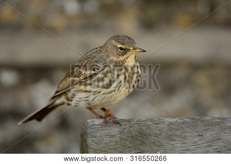 Close Up Of A Eurasian Rock Pipit (anthus Petrosus) Peching On A Park Bench