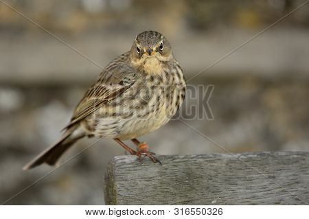 Close Up Of A Eurasian Rock Pipit (anthus Petrosus) Peching On A Park Bench