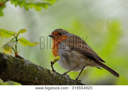 Portrait Of A European Robin Perching On A Branch