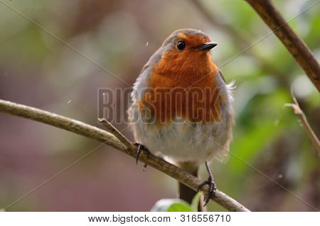 Portrait Of A Robin Perching On A Branch On A Rainy Day