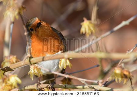 Portrait Of A European Robin (erithacus Rubecula) Perching In A Tree