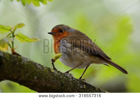 Portrait Of A European Robin Perching On A Branch