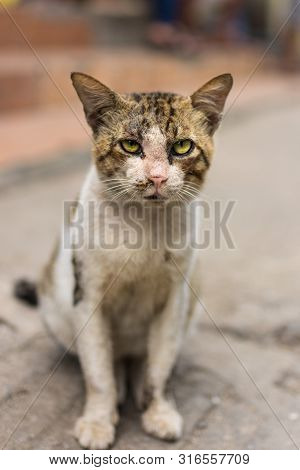 Alley Cat