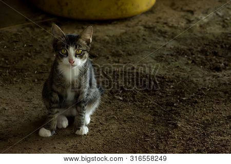 A Kitten / Young Tabby Cat Looking Directly At The Camera Sat On A Mud Dirt Floor Wit Copy Space.