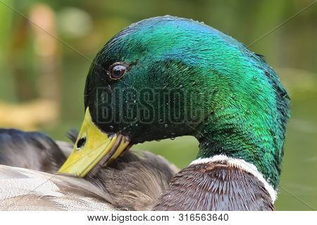 Head Shot Of A Mallard Drake (anas Platyrhnchos) Preening Itself
