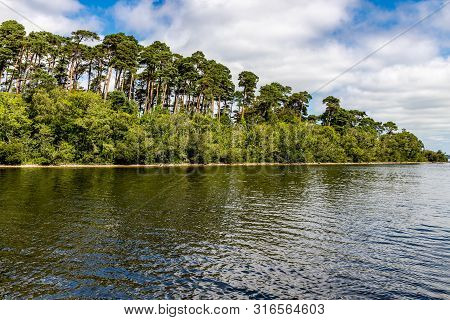 Forest In Island Of Lough Corrib