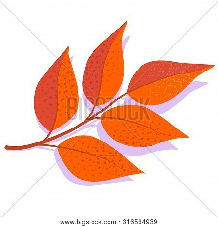 Orange Vector Ash Leaf With Shadow, Isolated On White Background. Single Autumn Leaf.