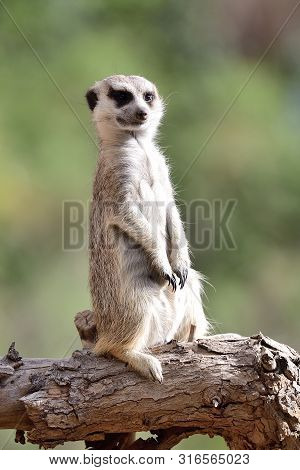 Portrait Of A Meekat (suricata Suricatta) Standing On A Branch