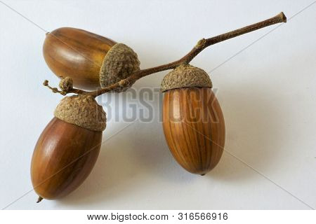 Acorn Fruit Of The Oak In Autumn, The Beech Family. Acorns Are Food For Animals. Mature Acorns Are B