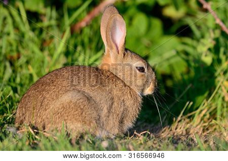 Close Up Of A Baby Rabbit Sitting In A Meadow