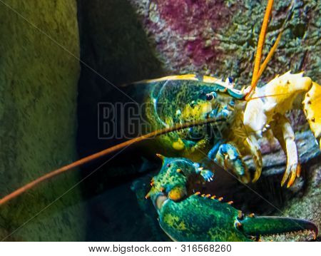 Two Egged Loner Lobster, Color Split Crustacean, Rare Color Mutation, Unique Lobsters Breed
