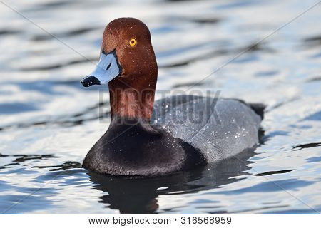 Portrait Of A Redhead Duck (aythya Americana) Swimming In The Water