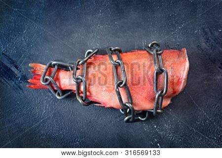 Vegetarianism. Vegan Food Concept With No Fish And Meat. Fish Red Perch Coiled With Chain. No Animal