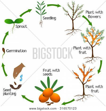 A Growth Cycle Of A Sea Buckthorn Plant On A White Background.