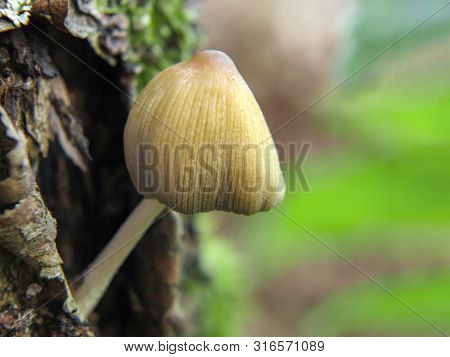 Coprinus Micaceus Glistening Ink Cap Fungi On An Old Stump