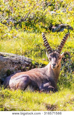 Alpine Ibex Lying On Green Mountain Meadow Near Chamonix, France. Male With Horns. Known As The Stei