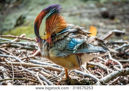 Beautiful Colorful Mandarin Duck Cleans Feathers On A Stone Near The Pond.. The Mandarin Duck, Aix G