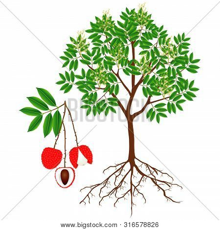 An Illustration Showing Parts Of A Lychee Tree.