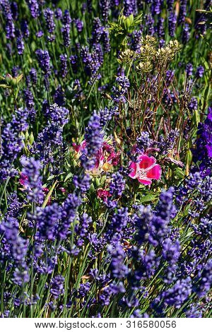 Clarkia And Lavender Blooms In Mass Planting Crowded Together