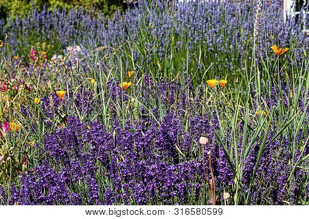 Spears Of Aromatic Purple Lavender Spikes With California Poppies And Clarkia