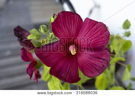 A Close Up Of A Red Hibiscus