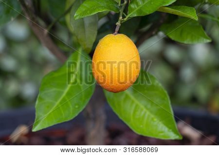 A Fresh Orange Fruit On Its Branch